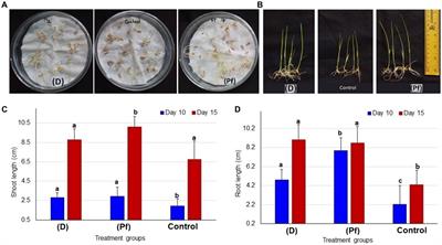 Improvement of growth, yield and associated bacteriome of rice by the application of probiotic Paraburkholderia and Delftia